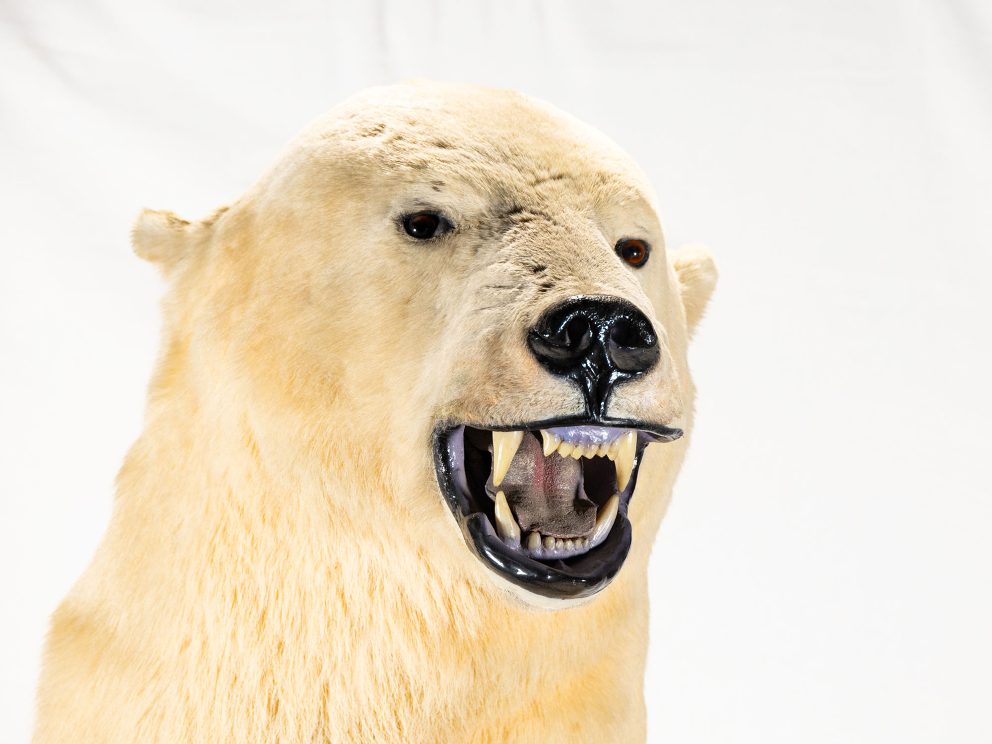 Martimus polar bear